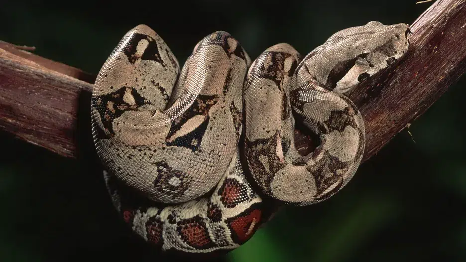 Boa constrictor