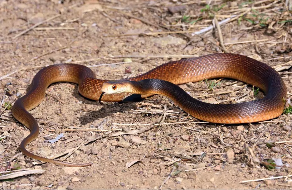 Coastal taipan (Oxyuranus scutellatus)