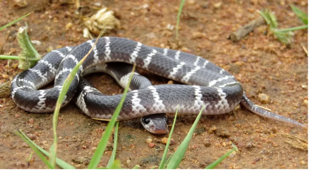 Erittäin myrkyllinen siniraidekäärme (Bungarus caeruleus)