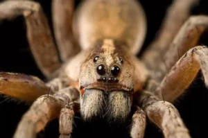 maailman isoin hämähäkki