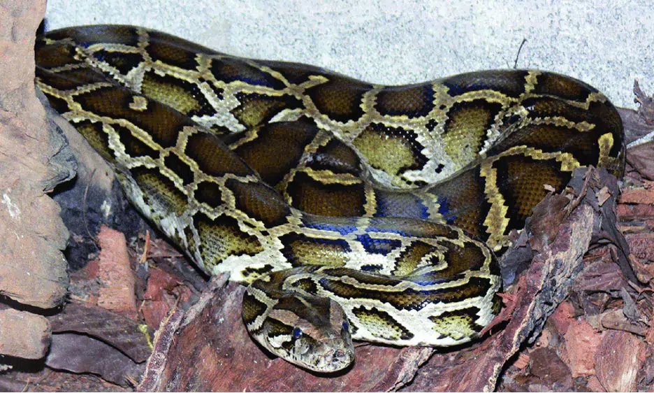 Python bivittatus