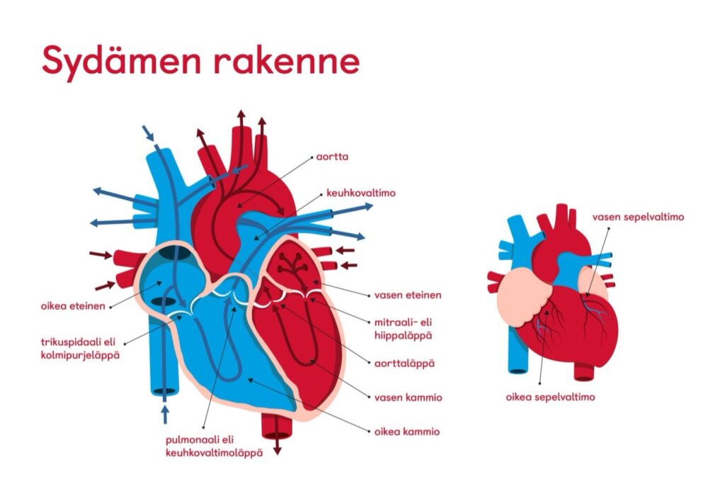 Sydämen Anatomia: Rakenne ja Toiminta